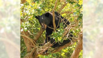 Florida’s rare and controversial black bear hunt kills 52
