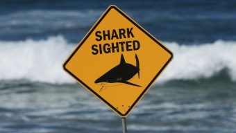 Officials say a shark killed an American woman along a beach in the US Virgin Islands