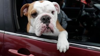 Is it legal to drive with a pet on your lap in California?