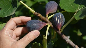 What to do in the garden this week: Checking your fig trees