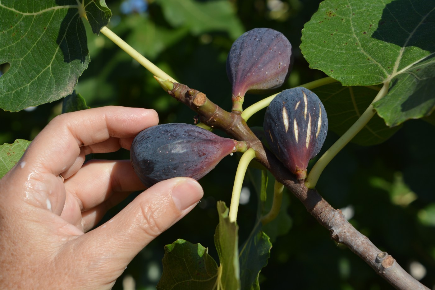 What to do in the garden this week: Checking your fig trees
