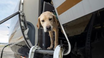 Guide Dogs for the Blind are given unique training at Van Nuys Airport