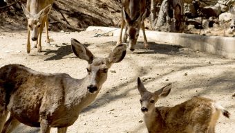 Using professional hunters to shoot and kill all the deer on Catalina Island opposed by Supervisor Hahn