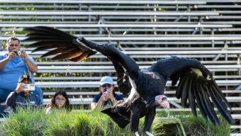 Visitors to the LA Zoo can see birds from across the globe in a “free-flight presentation”