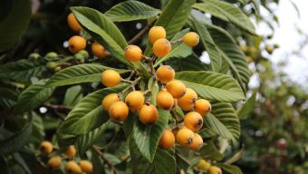 Drought-tolerant loquat trees offer up a variety of good qualities