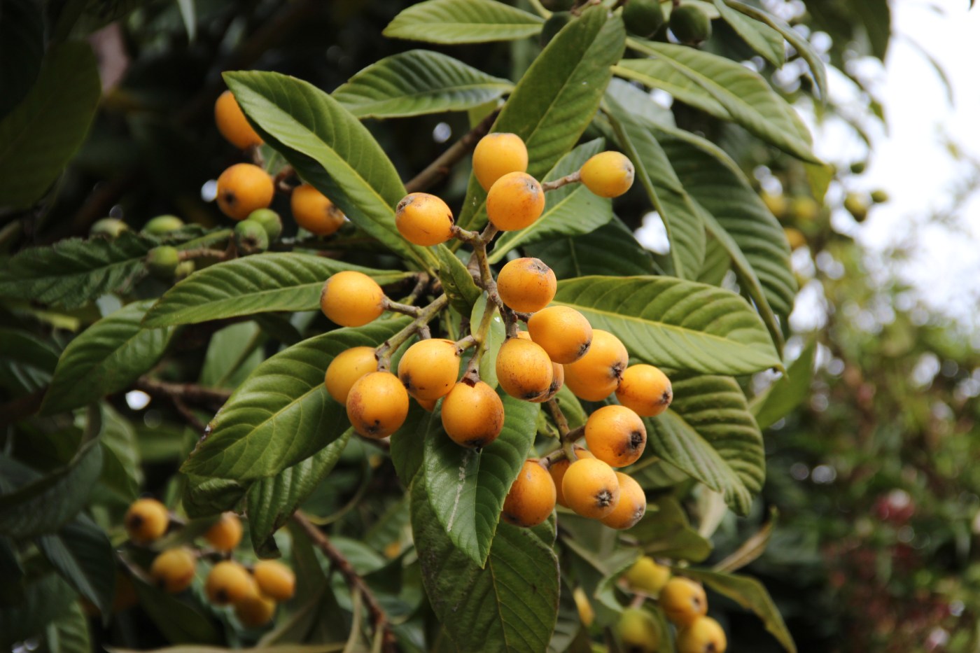 Drought-tolerant loquat trees offer up a variety of good qualities