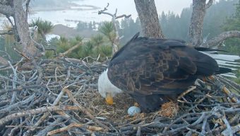 Big Bear bald eagles Jackie and Shadow welcome first egg of 2026