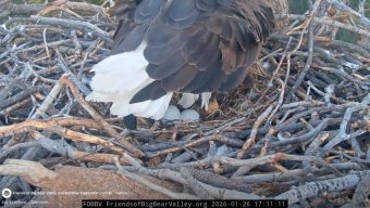 Big Bear bald eagle couple welcomes second egg in three days