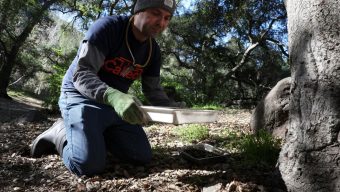 Ants are thriving in an LA wildfire burn zone. Here’s why it matters