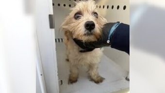 Gardena policeman adopts the dog he rescued from a trash bin