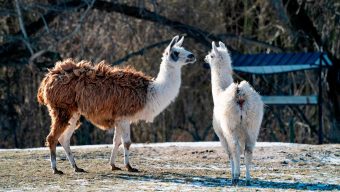 Llamas are big pharma’s secret weapon to find new drugs