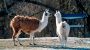 Llamas are big pharma’s secret weapon to find new drugs
