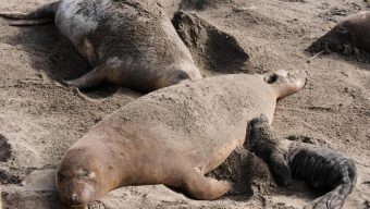 Bird flu outbreak in California elephant seals prompts officials to cancel popular tours