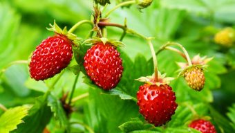 Strawberries, sunflowers and more plants to consider for the garden