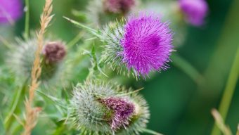 Consider the pop of purple that milk thistle can bring to your garden