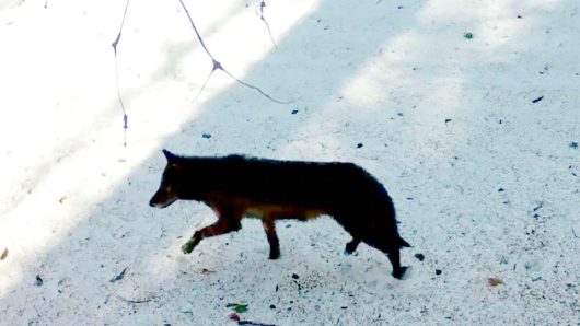 First gray wolf enters Los Angeles County in 100 years