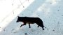 First gray wolf enters Los Angeles County in 100 years