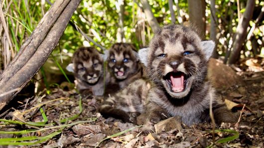 Mountain lions in Southern California get permanent, protective status from state commission