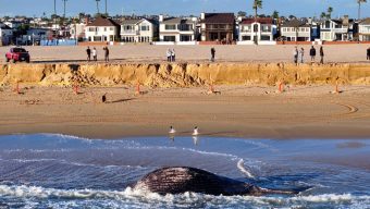 Dead whale washed up in Newport Beach near 11th Street