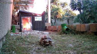 Tortoise’s relatively quick escape from Fullerton shed fire caught on camera
