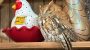 Sleepy owl found resting among items on a New York antique store shelf