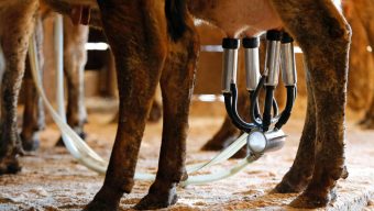 A newborn’s death likely linked to the mom drinking raw milk while pregnant