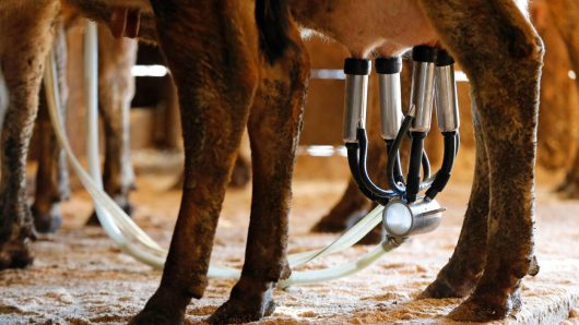 A newborn’s death likely linked to the mom drinking raw milk while pregnant