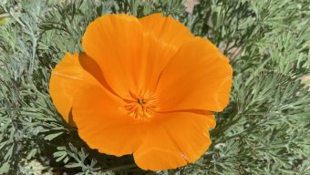 First poppy flower blooms in Altadena, mission accomplished for the Great Poppy Project
