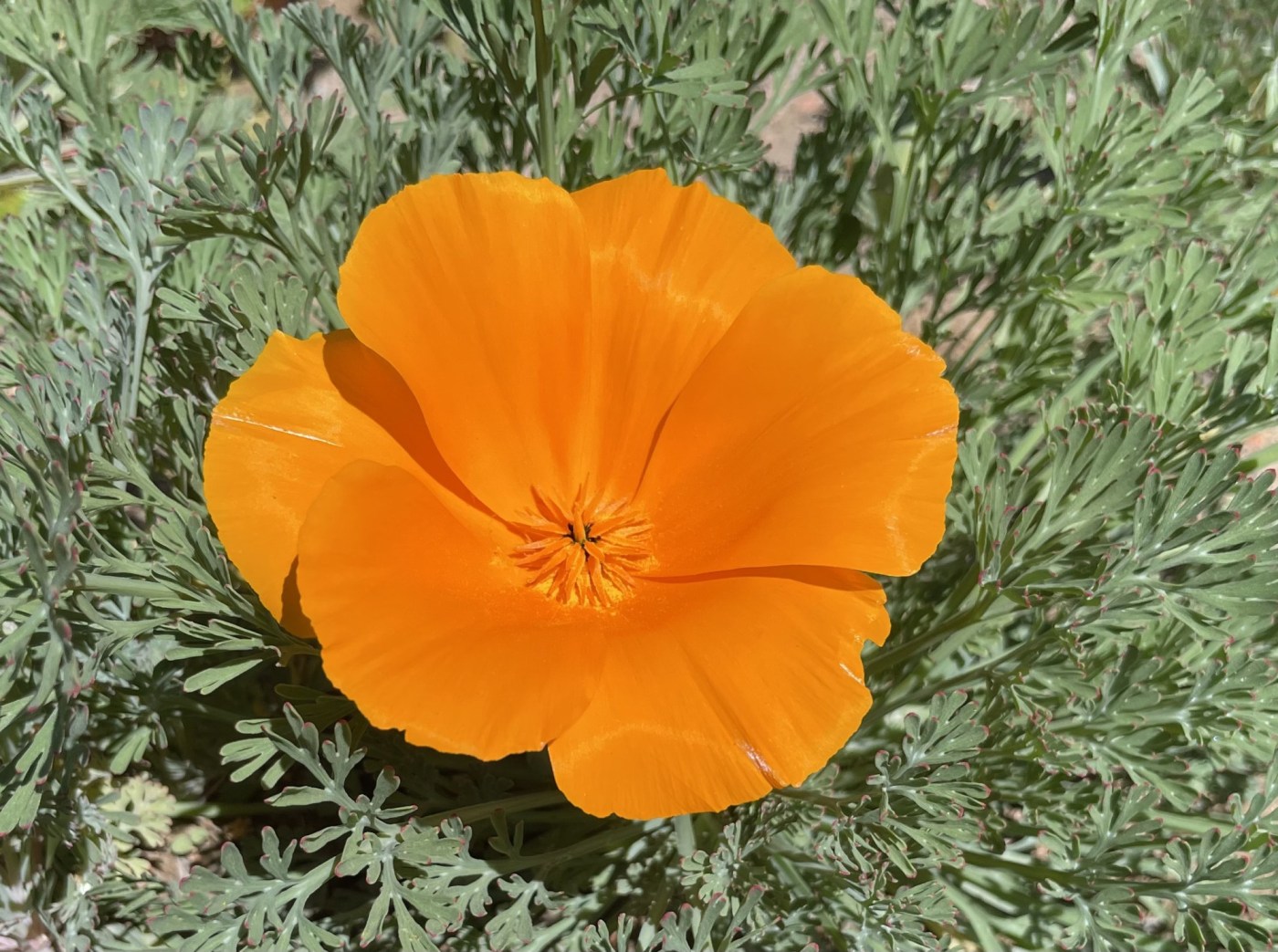 First poppy flower blooms in Altadena, mission accomplished for the Great Poppy Project