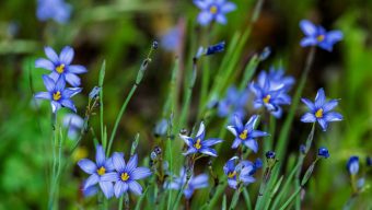 How Southern California’s heavy rains will affect the wildflower bloom