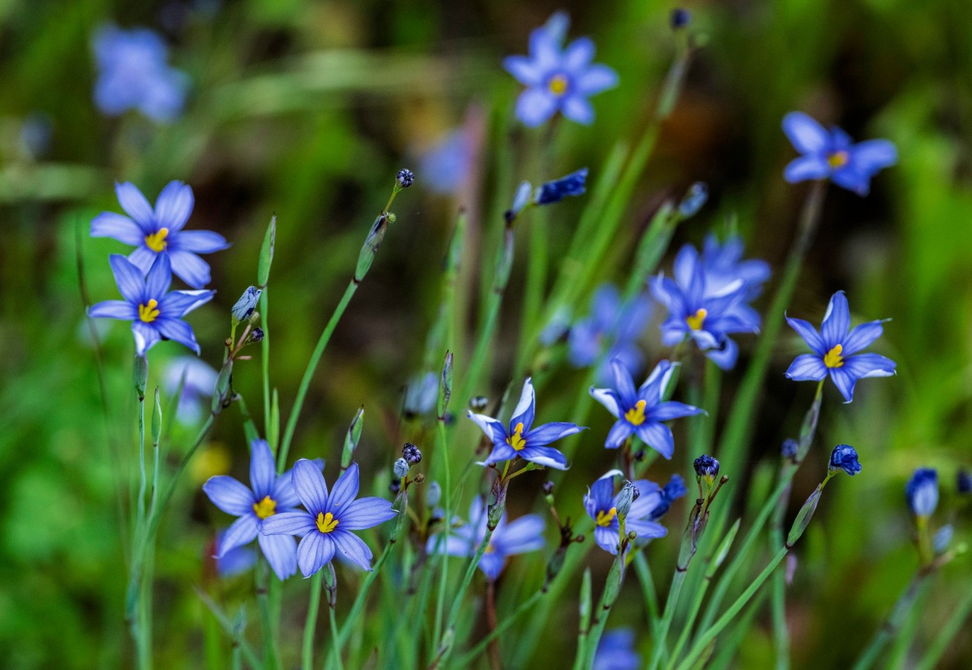 How Southern California’s heavy rains will affect the wildflower bloom