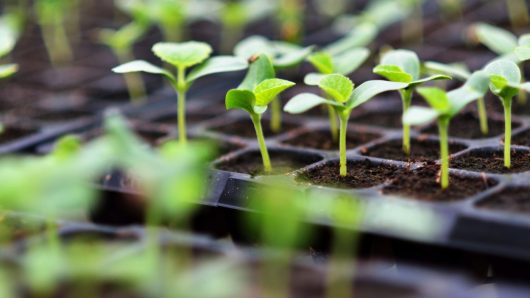 Want to start your plants from seed? Here’s what you should know