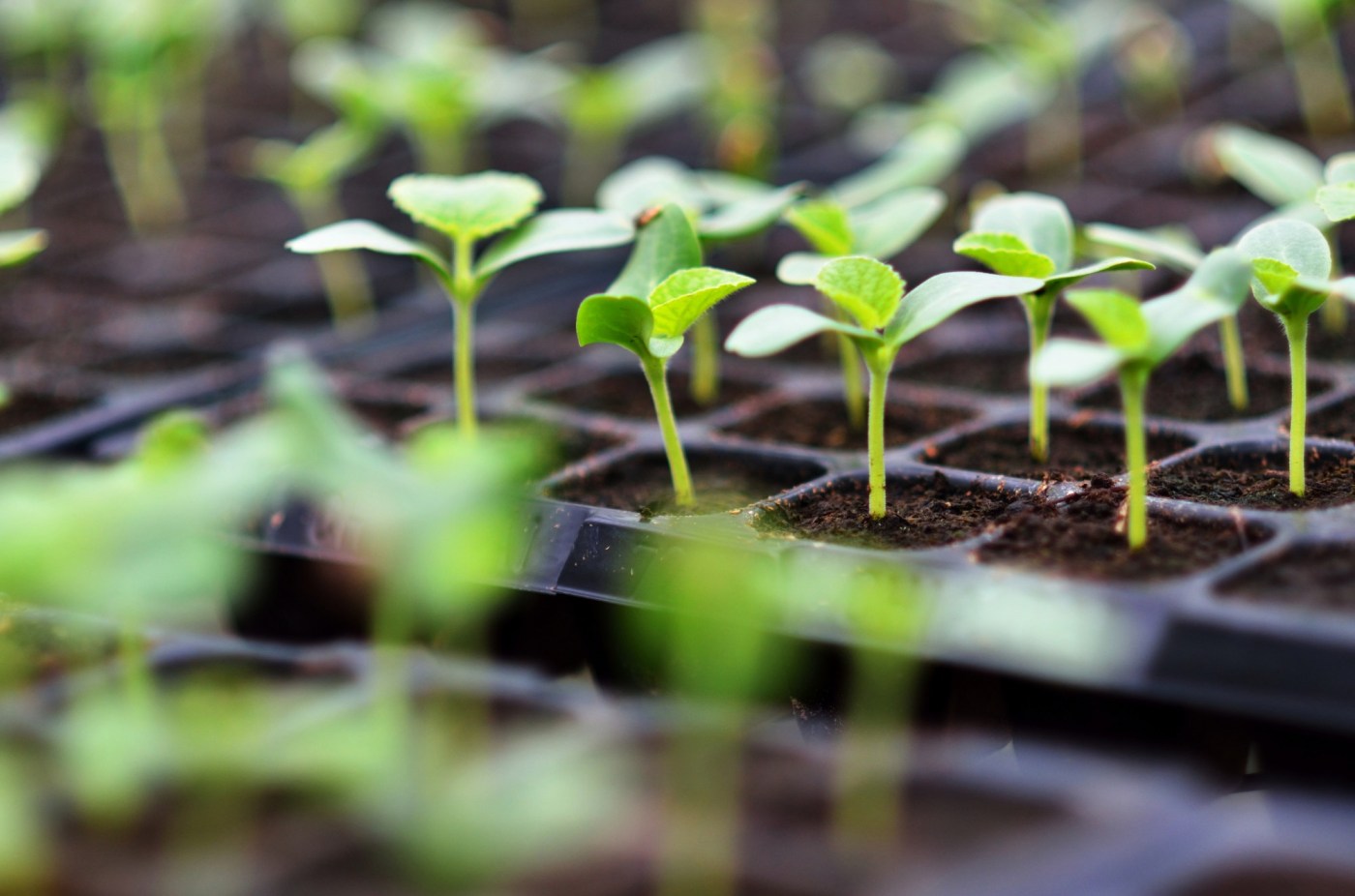 Want to start your plants from seed? Here’s what you should know