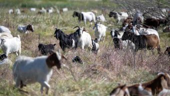  500 goats chew vegetation in the Sepulveda Basin to address fire issues ahead of LA28