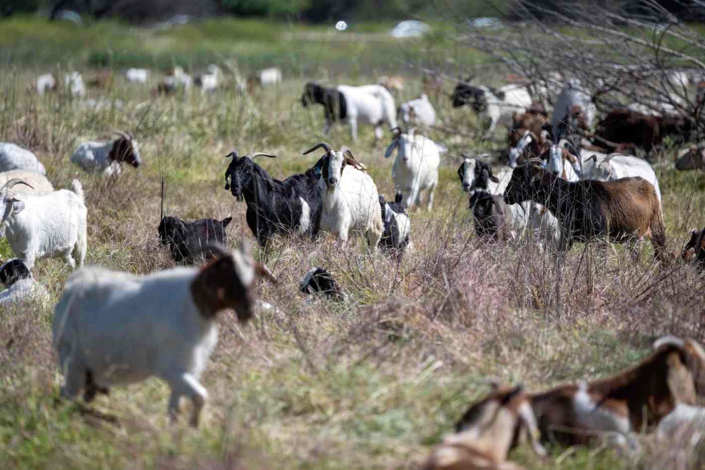  500 goats chew vegetation in the Sepulveda Basin to address fire issues ahead of LA28