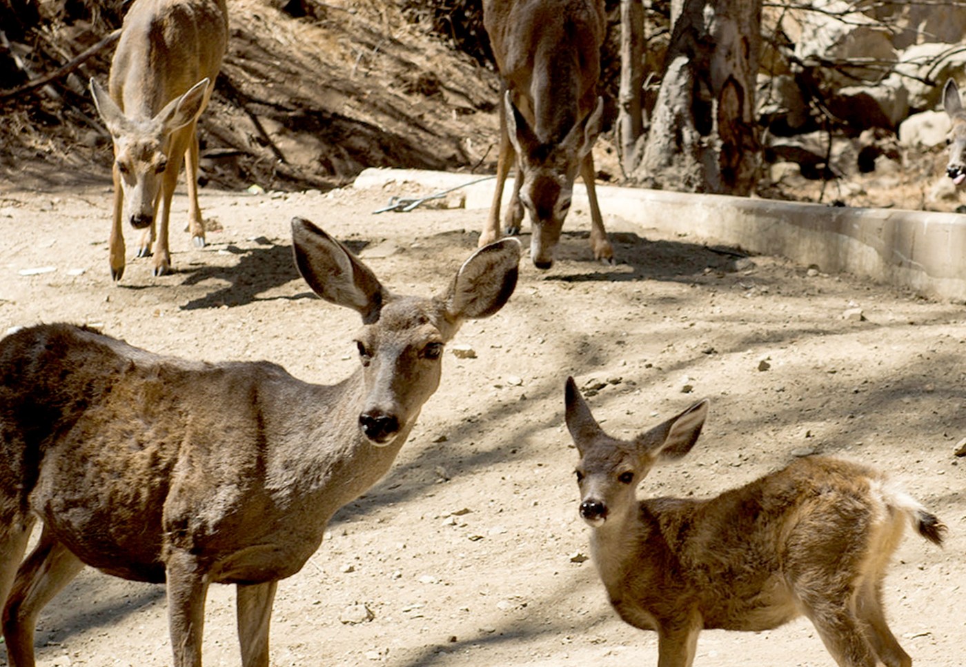 Plan to kill all the deer on Catalina Island challenged by LA County Counsel, Supervisor Hahn
